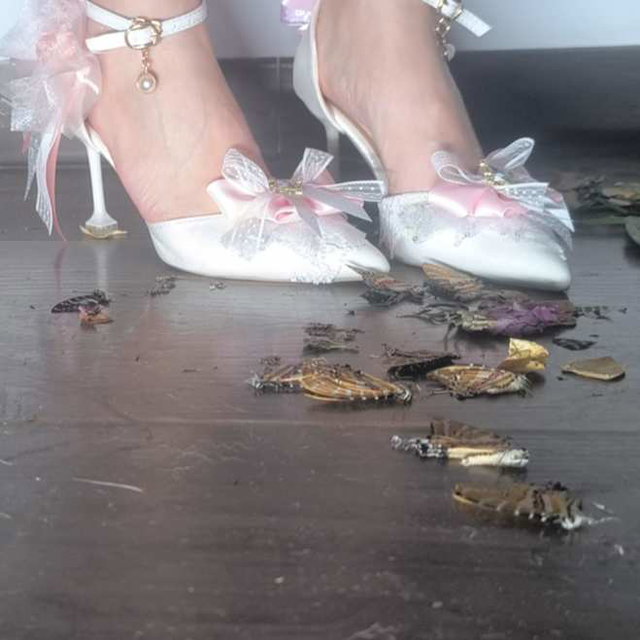 鱼子酱x蝴蝶标本+鲜花
