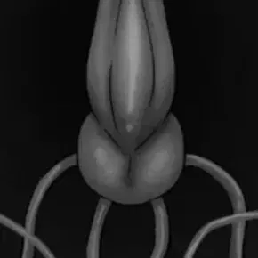 寄生虫系列合集