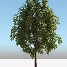 yinseng24-25【重口】