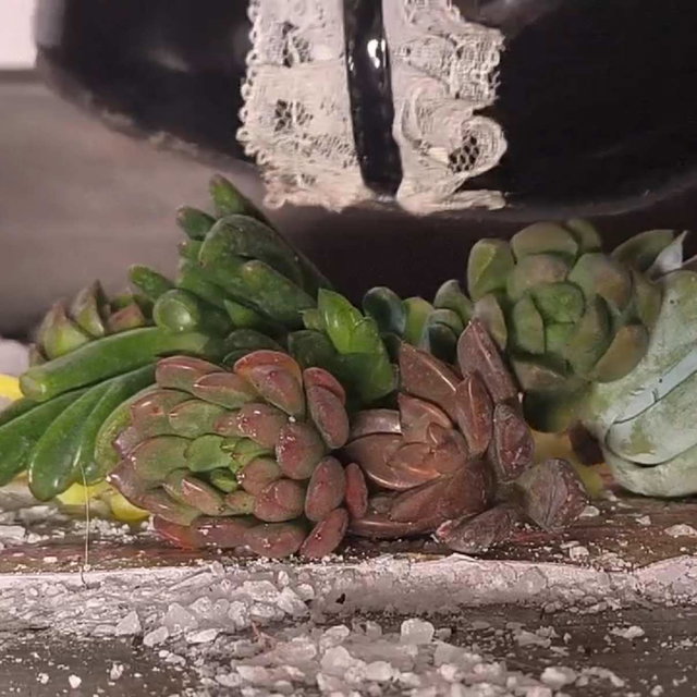 鱼子酱x多肉植物