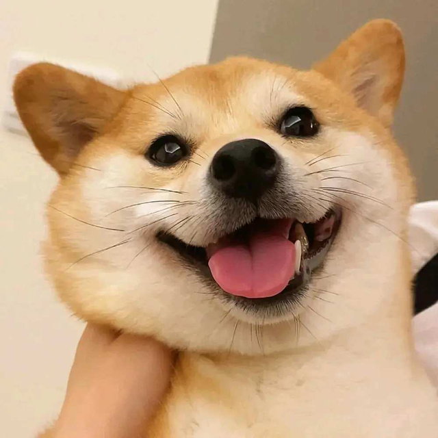 旺财的小窝 